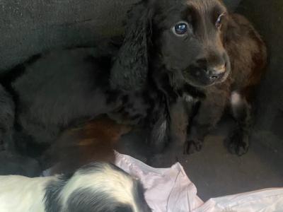 Sprocker x Springer Spaniel puppies in Wexford