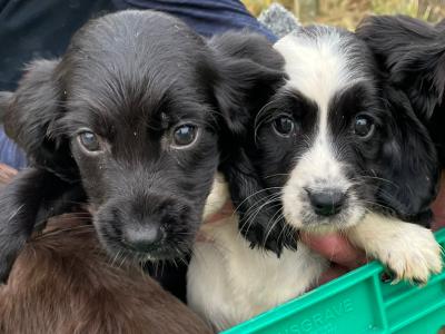 Sprocker x Springer Spaniel puppies in Wexford