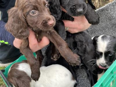 Sprocker x Springer Spaniel puppies in Wexford