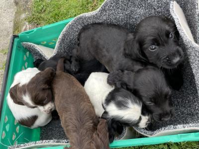 Sprocker x Springer Spaniel puppies in Wexford