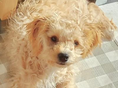 Sparkling, Pretty, Loving Cavapoochon Female Puppy welcomes Superb Happy Family!!