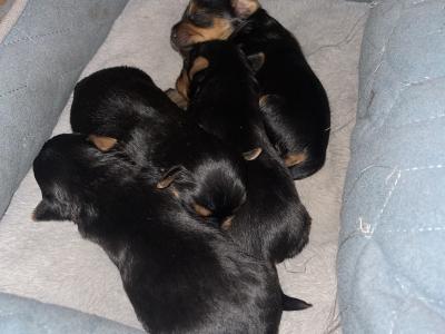 Yorkshire Terrier puppies in Monaghan