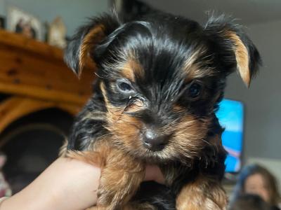 Yorkshire Terrier puppies in Monaghan