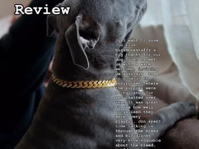 Quality Blue Staffordshire Bull Terrier Stud in Dublin