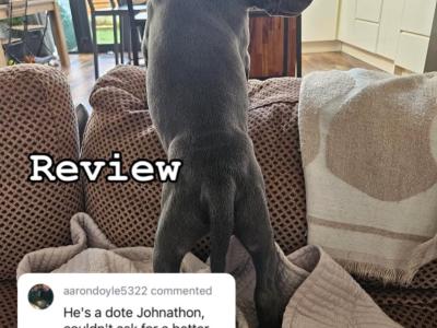 Quality Blue Staffordshire Bull Terrier Stud in Dublin