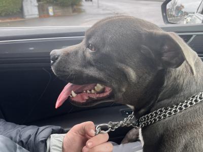 Quality Blue Staffordshire Bull Terrier Stud in Dublin