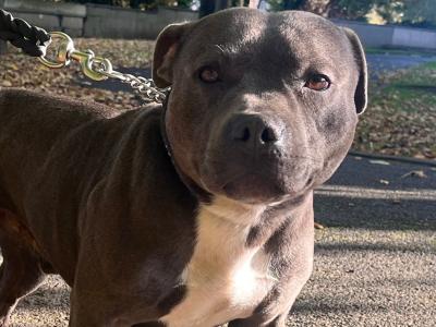 Quality Blue Staffordshire Bull Terrier Stud in Dublin