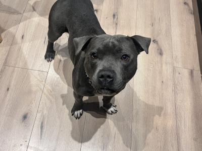 Quality Blue Staffordshire Bull Terrier Stud in Dublin
