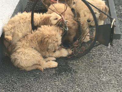 Cockapoo puppies in Kilkenny