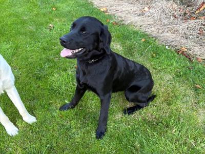Female Labrador x Golden Retriever puppy 11 months old in Armagh