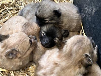 Pom-Chi puppies (Pomeranian x Chihuahua) in Dublin