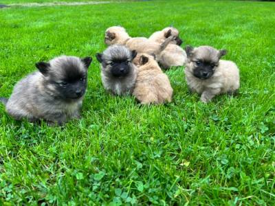 Pom-Chi puppies (Pomeranian x Chihuahua) in Dublin