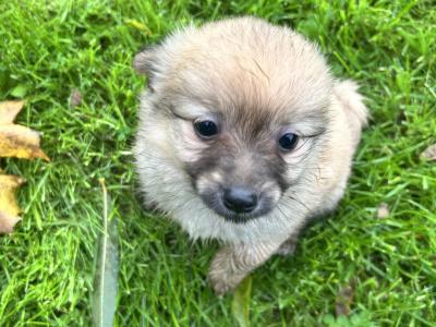 Pom-Chi puppies (Pomeranian x Chihuahua) in Dublin