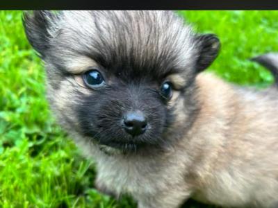 Pom-Chi puppies (Pomeranian x Chihuahua) in Dublin