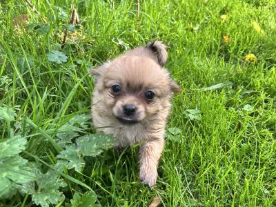 Pom-Chi puppies (Pomeranian x Chihuahua) in Dublin