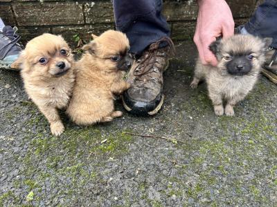 Pom-Chi puppies (Pomeranian x Chihuahua) in Dublin