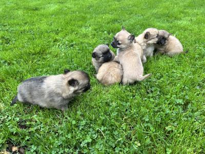 Pom-Chi puppies (Pomeranian x Chihuahua) in Dublin