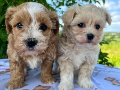 Gentle & Loving Cavachon puppies in Cavan