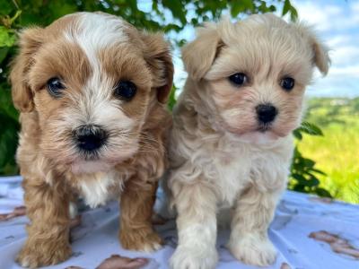 Gentle & Loving Cavachon puppies in Cavan