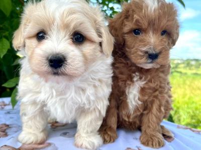 Gentle & Loving Cavachon puppies in Cavan