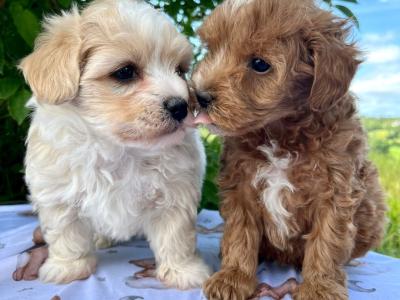 Gentle & Loving Cavachon puppies in Cavan