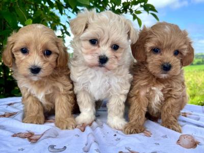 Gentle & Loving Cavachon puppies in Cavan