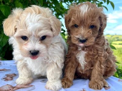 Gentle & Loving Cavachon puppies in Cavan