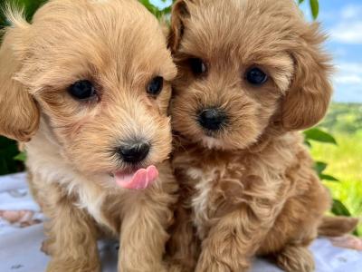 Gentle & Loving Cavachon puppies in Cavan