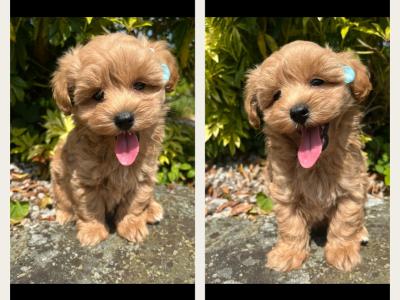 🎀 Top Quality Cavapoo puppies now available in Cavan 🎀