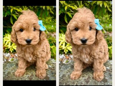 🎀 Top Quality Cavapoo puppies now available in Cavan 🎀