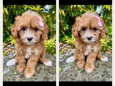 🎀 Top Quality Cavapoo puppies now available in Cavan 🎀