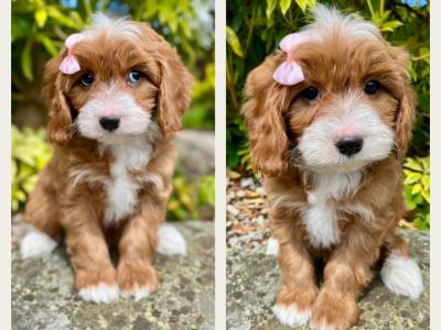 🎀 Top Quality Cavapoo puppies now available in Cavan 🎀