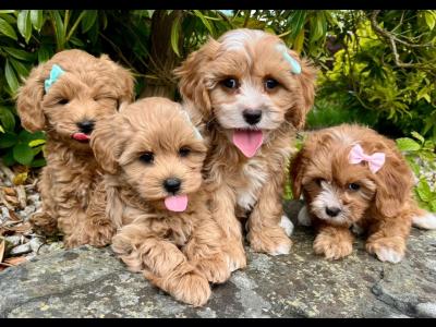 🎀 Top Quality Cavapoo puppies now available in Cavan 🎀