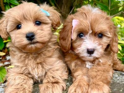 🎀 Top Quality Cavapoo puppies now available in Cavan 🎀