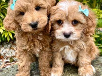 🎀 Top Quality Cavapoo puppies now available in Cavan 🎀