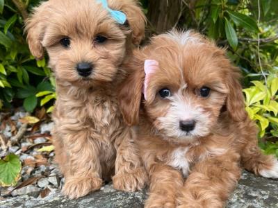 🎀 Top Quality Cavapoo puppies now available in Cavan 🎀