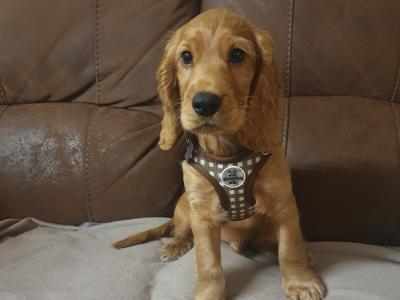 Male Cocker Spaniel puppy in Westmeath
