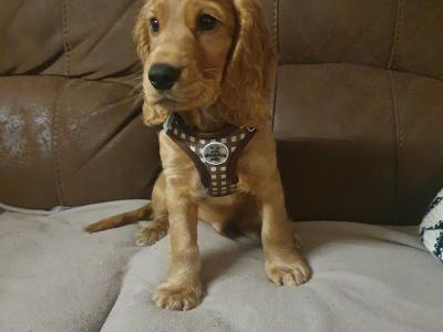 Golden Cocker Spaniel