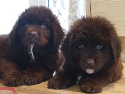 Pedigree IKC Registered(pending) Newfoundland puppies in Tipperary