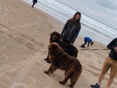 Pedigree IKC Registered(pending) Newfoundland puppies in Tipperary