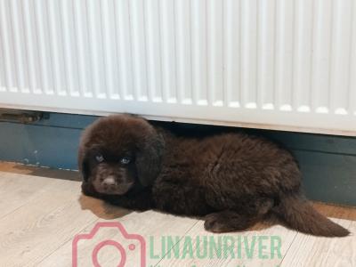 Pedigree IKC Registered(pending) Newfoundland puppies in Tipperary