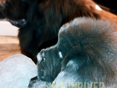 Pedigree IKC Registered(pending) Newfoundland puppies in Tipperary