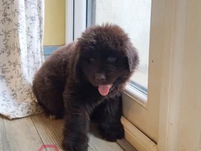 Pedigree IKC Registered(pending) Newfoundland puppies in Tipperary