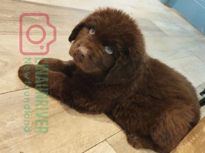 Pedigree IKC Registered(pending) Newfoundland puppies in Tipperary