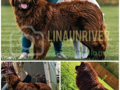 Pedigree IKC Registered(pending) Newfoundland puppies in Tipperary