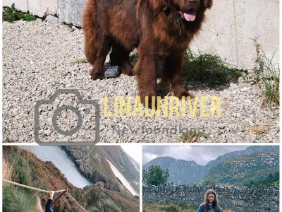 Pedigree IKC Registered(pending) Newfoundland puppies in Tipperary