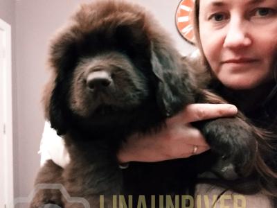 Pedigree IKC Registered(pending) Newfoundland puppies in Tipperary