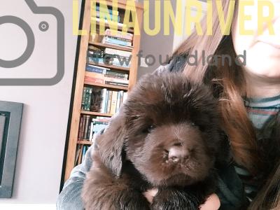 Pedigree IKC Registered(pending) Newfoundland puppies in Tipperary