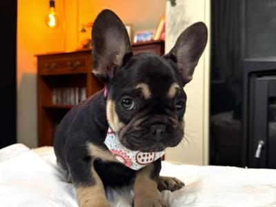 French Bulldog puppies in Tipperary 🐶