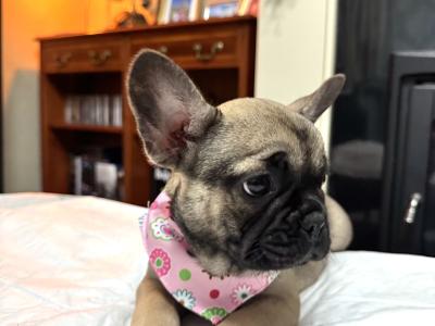 French Bulldog puppies in Tipperary 🐶